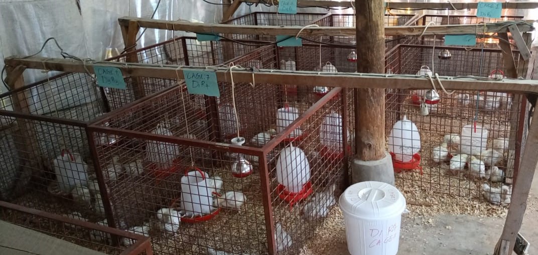Ongoing masters project in poultry Unit