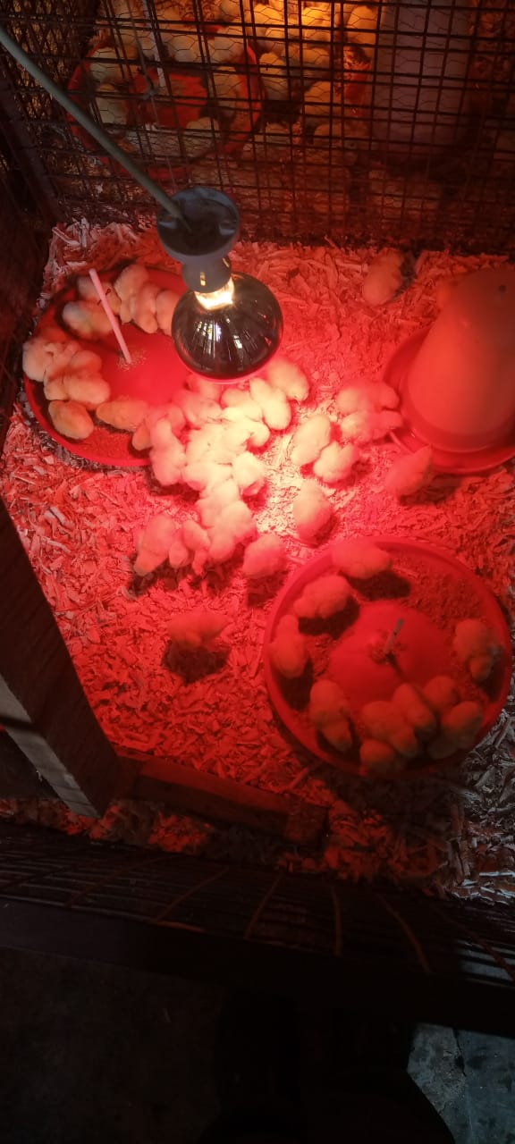 Day old broiler chicks