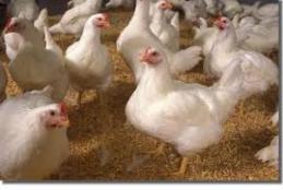 broiler