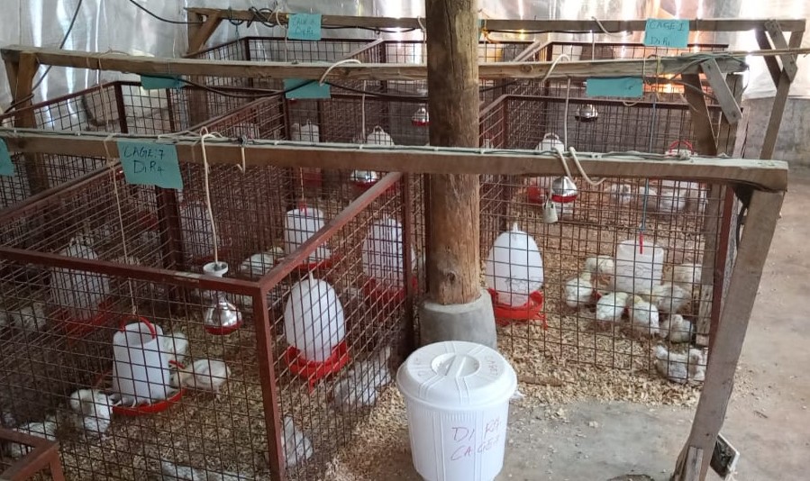 Masters project at the Poultry Teaching Unit