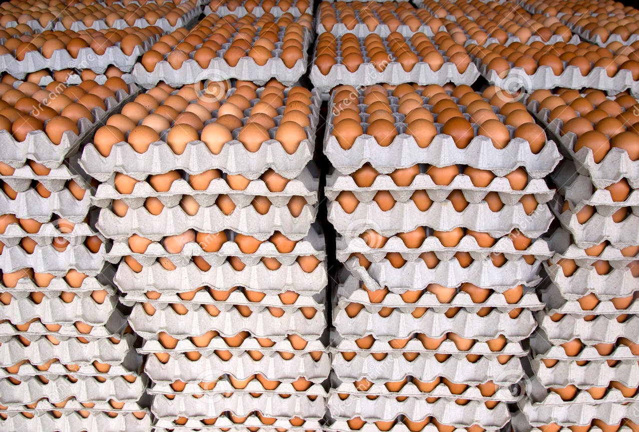 Eggs Produced in the Animal Production Poultry Teaching Unit