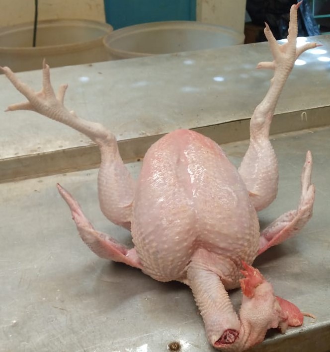 Slaughtered  broiler chicken