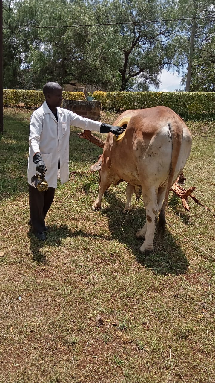 Mr.Wilson Mwaura duing an insacco procedure with the fistulated steer.