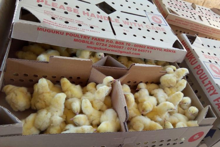 Day old broiler chicks purchased from Muguku poultry farm