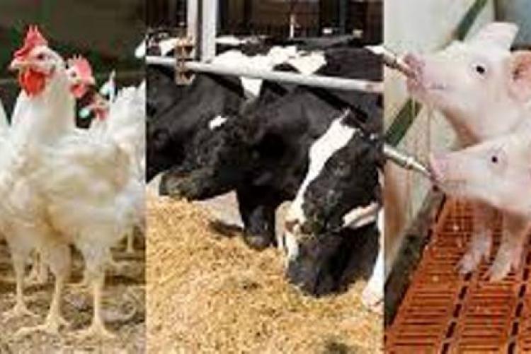 Animal Nutrition | DEPARTMENT OF ANIMAL PRODUCTION