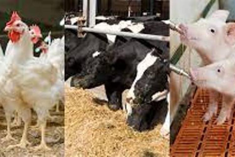 Animal Nutrition | DEPARTMENT OF ANIMAL PRODUCTION Animal Nutrition | DEPARTMENT OF ANIMAL PRODUCTION