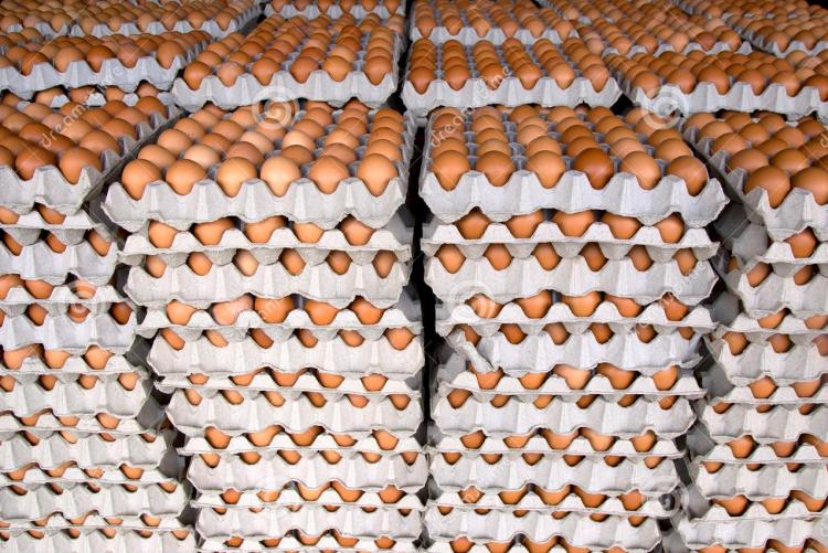 Eggs production from the layers chicken