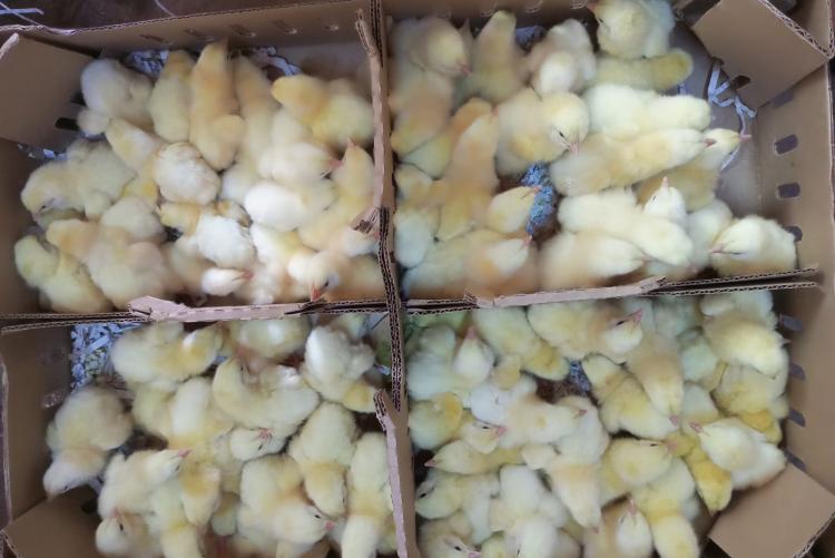 Day old broiler chicks for brooding