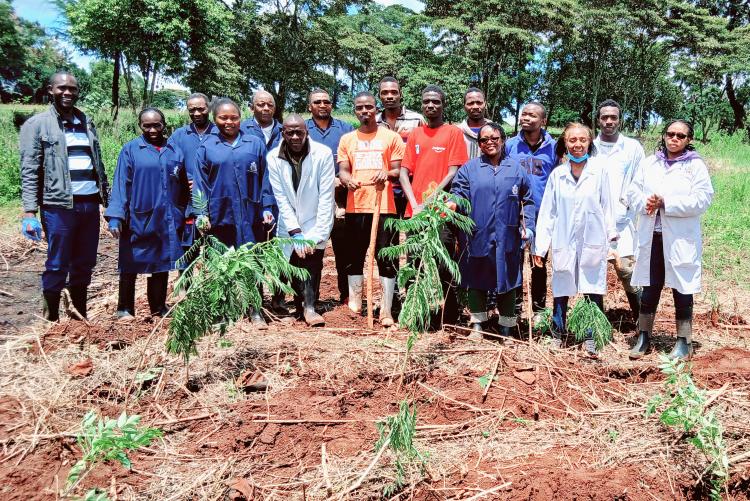 tree planting 