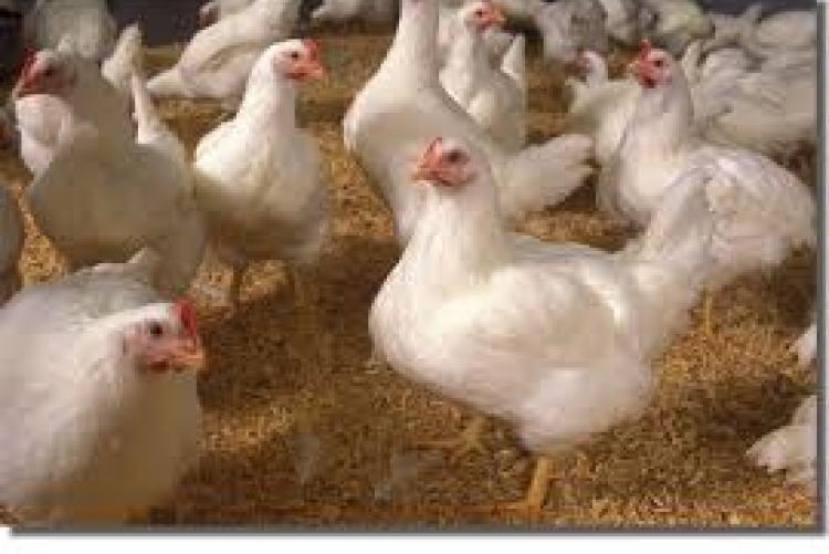 broiler