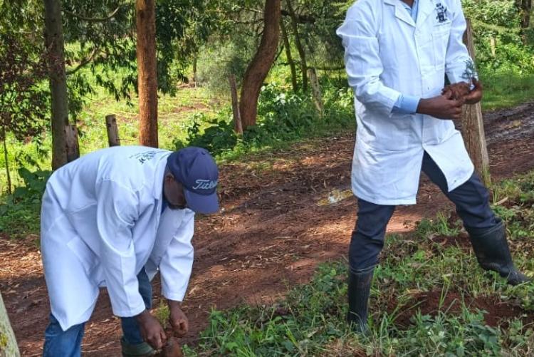 Aninal Production Tree Planting 2026