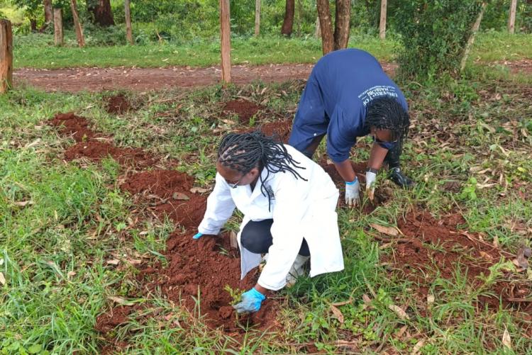 Aninal Production Tree Planting 2026
