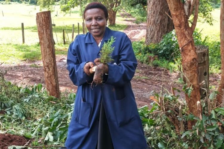 Aninal Production Tree Planting 2026