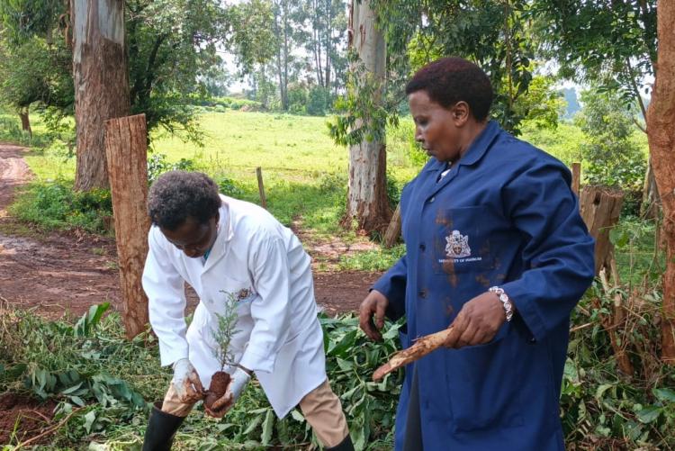 Aninal Production Tree Planting 2026