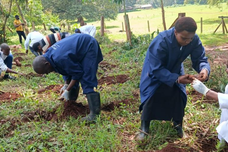 Aninal Production Tree Planting 2026