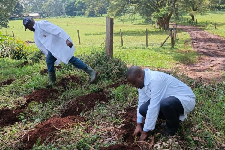 Aninal Production Tree Planting 2026