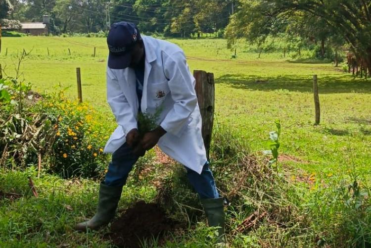 Aninal Production Tree Planting 2026
