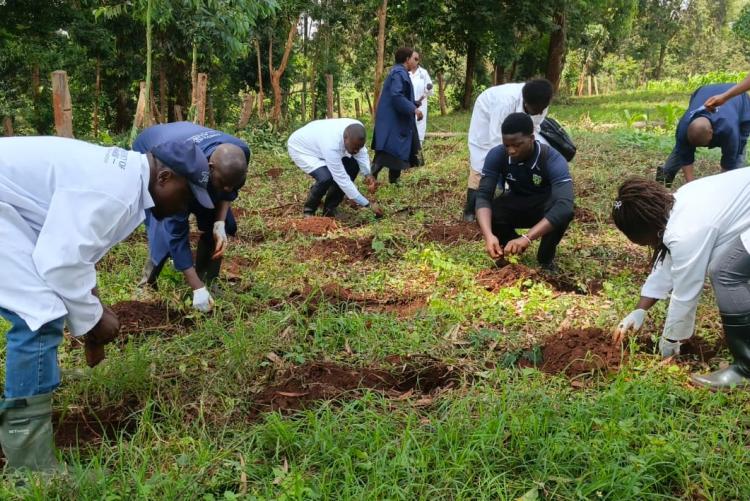 Aninal Production Tree Planting 2026