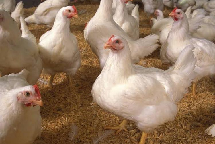 broiler uon