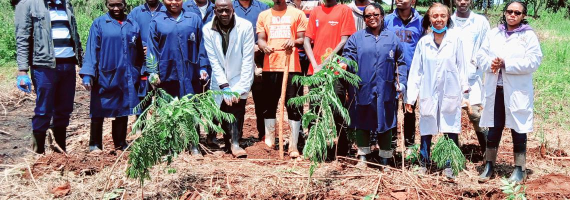 tree planting 