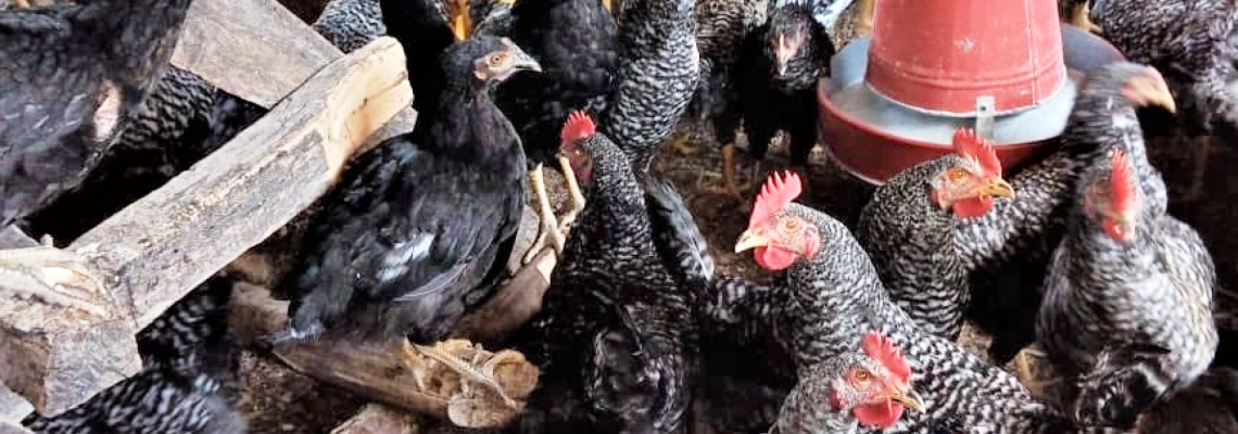 Sale of Cockerels and Hens