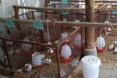Ongoing projects at UoN Animal Production Department