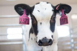 Genetically modified cow for  antibodies production to fight COVID-19