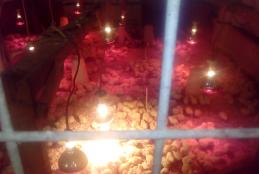  Day old broiler chicks purchased from Kenchic on 23 july 2020 for the Department of animal production poultry unit