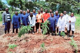 tree planting 