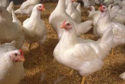 broiler uon